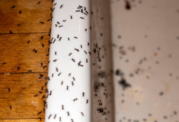 Best Residential Pest Control  in Luxemburg, WI