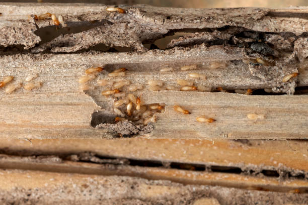 Best Wasp Removal Services  in Luxemburg, WI